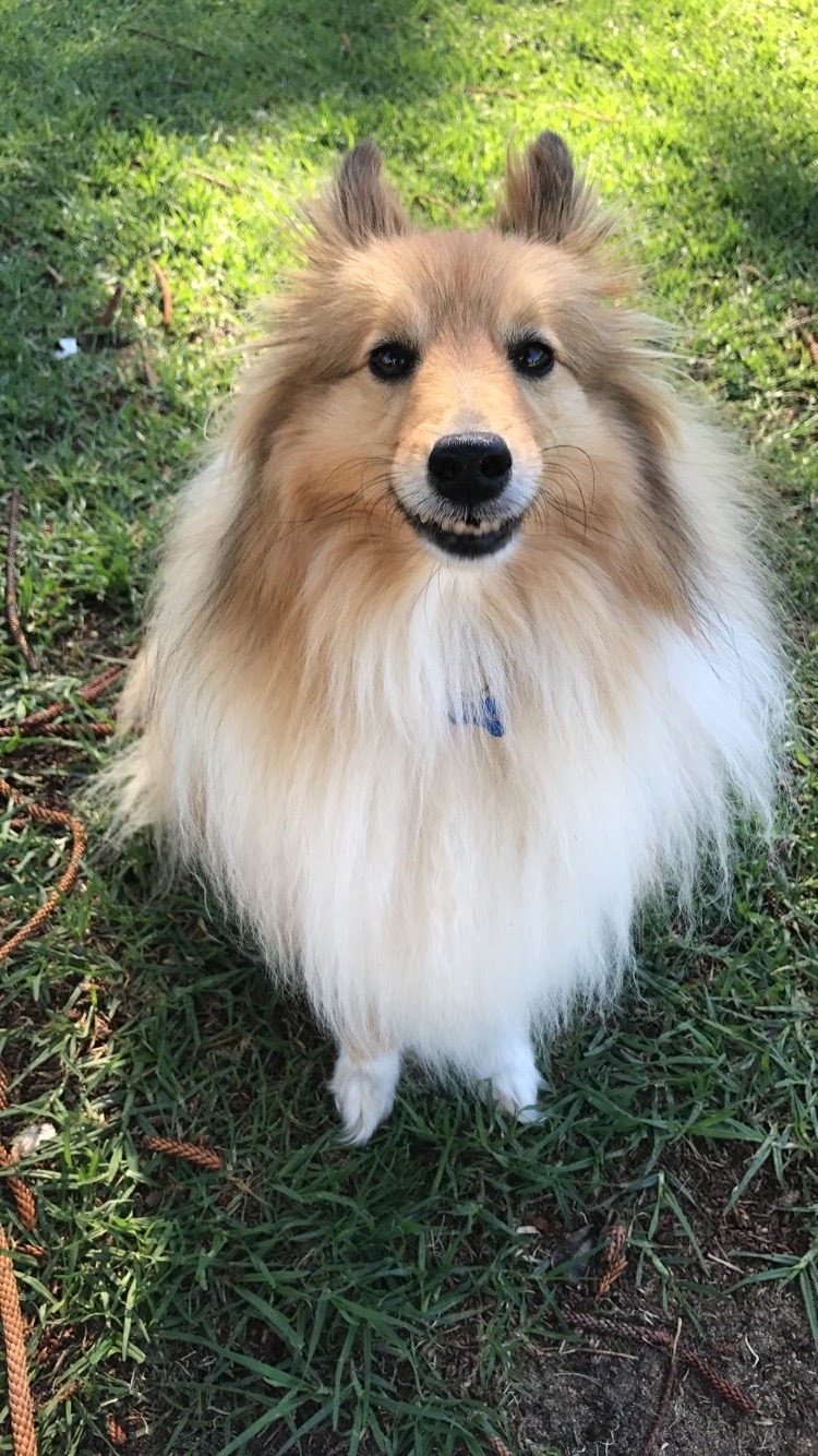 Professional dog trainer and Petsitter - Lisboa - Dog Walking