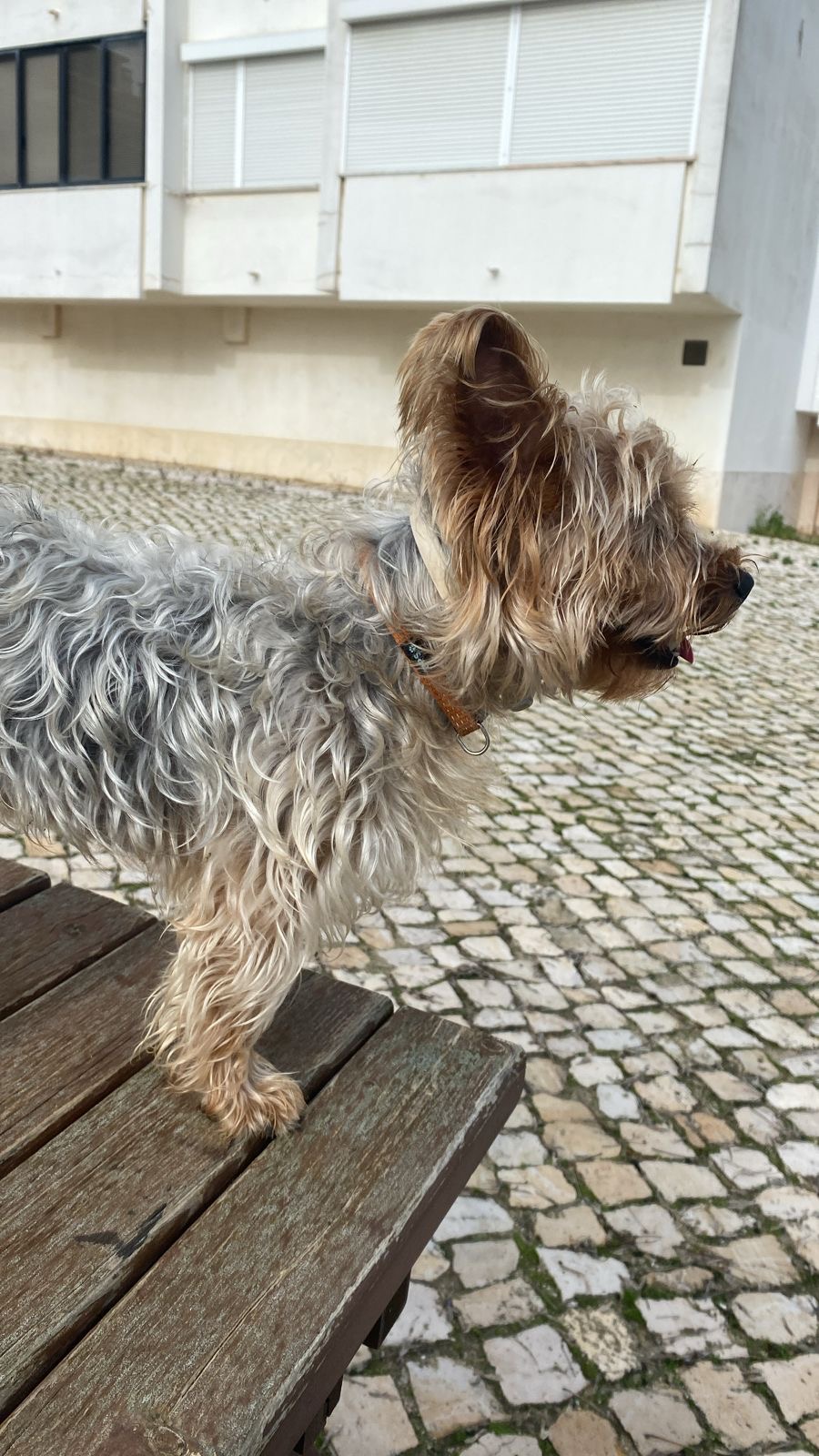 Aline Lima - Cascais - Organização da Casa