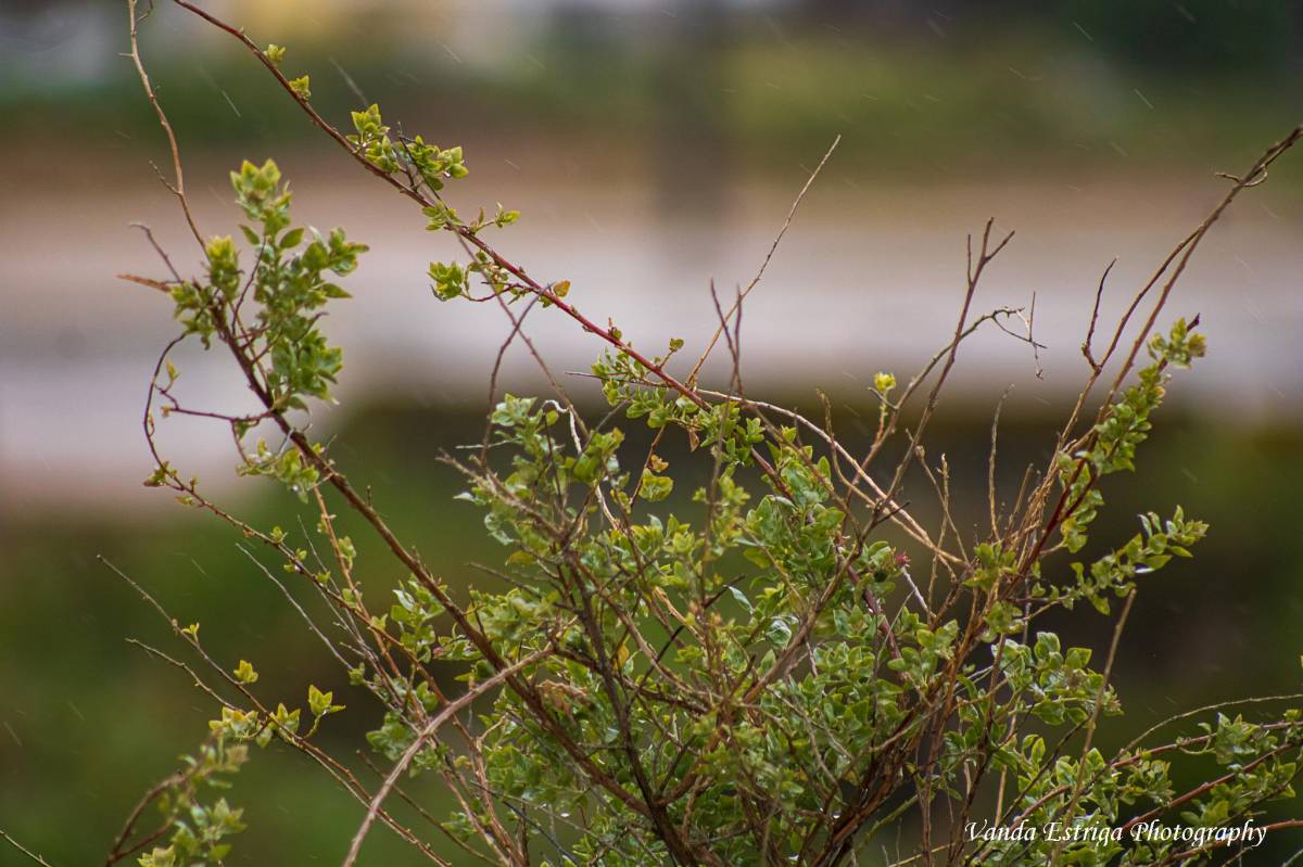 Vanda Estriga - Moita - Headshot Photography