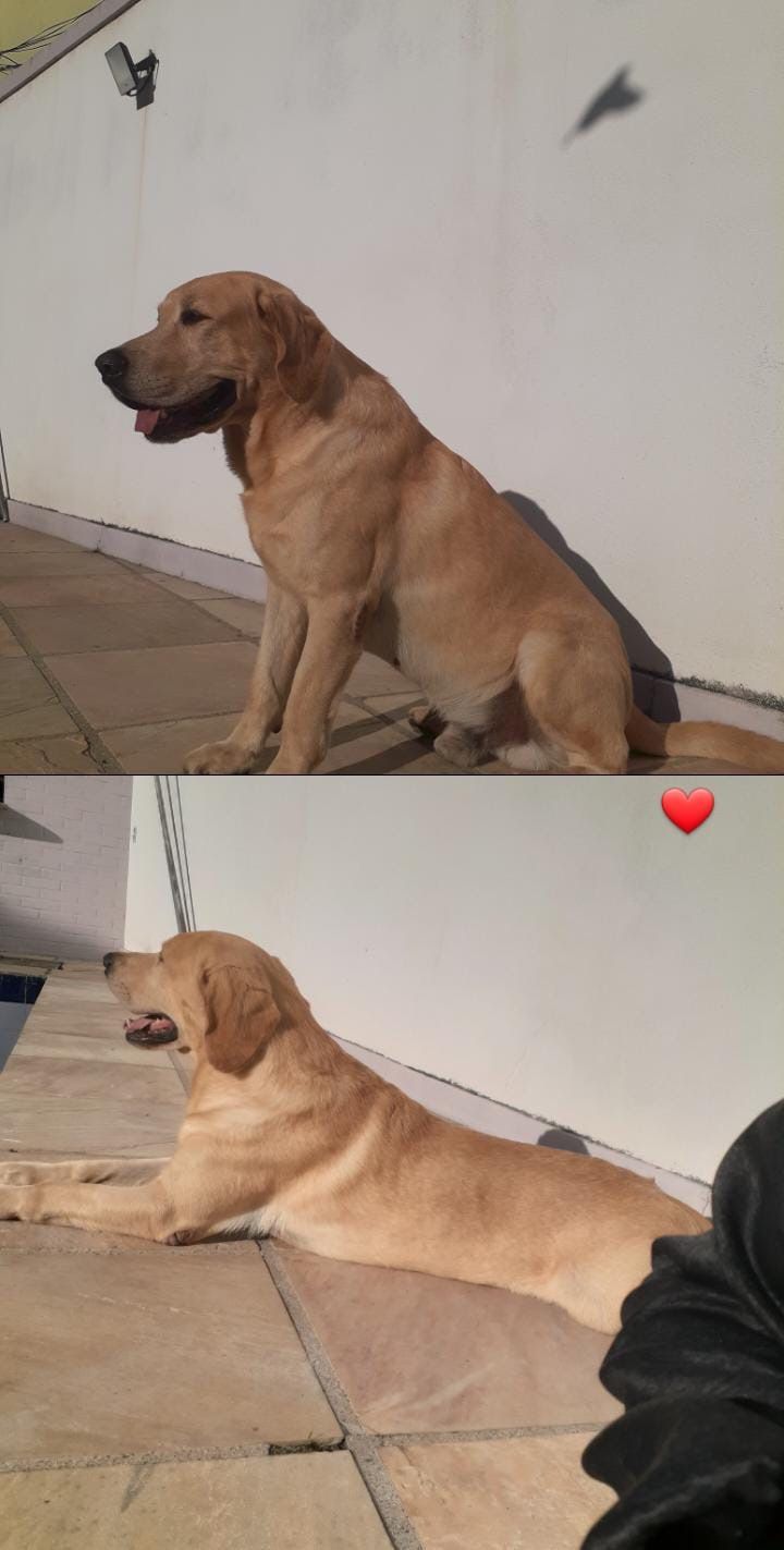 Luiz Felipe Peixoto - Lisboa - Dog Hotel
