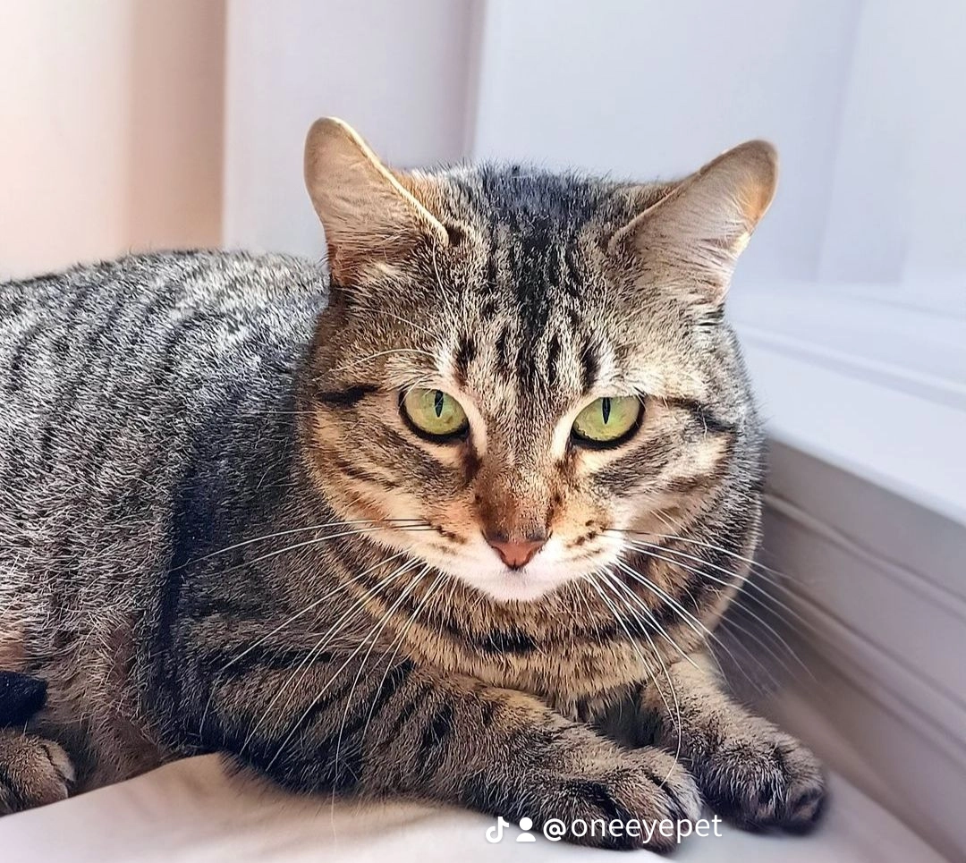 Oneeyepet sitting - Almada - Pet Sitting
