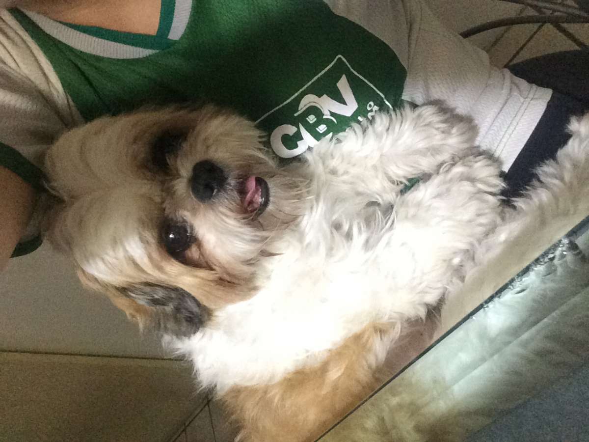 Priscilla correa - Porto - Dog Sitting