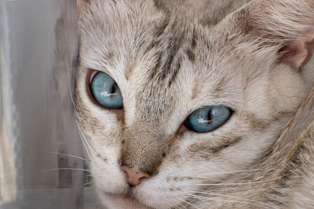 Oneeyepet sitting - Almada - Pet Sitting e Pet Walking