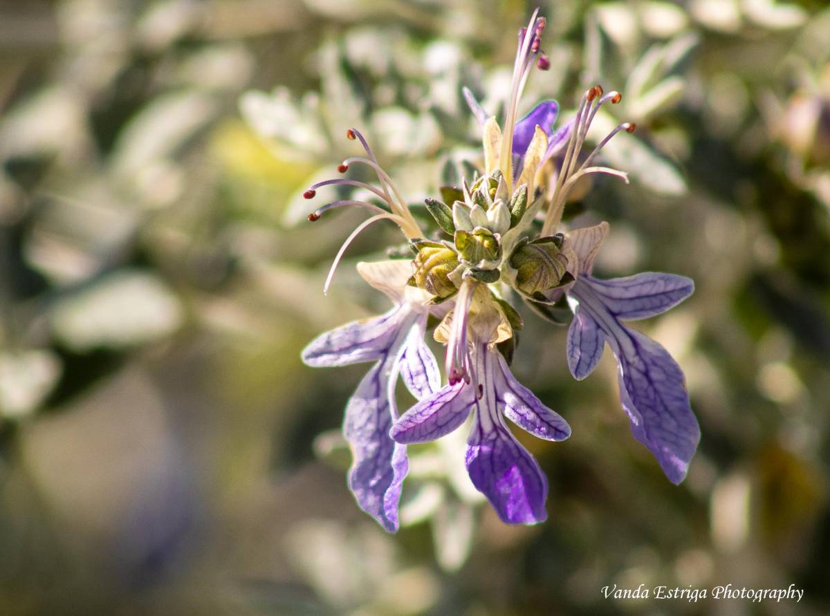 Vanda Estriga - Moita - Pet Photography