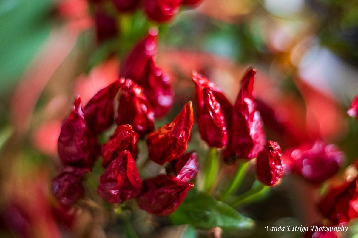 Vanda Estriga - Moita - Commercial Photography