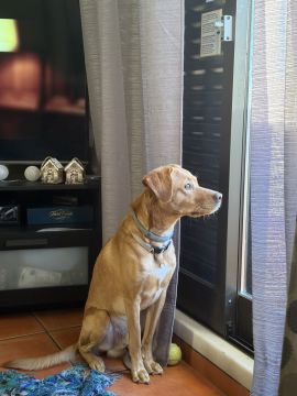 Hotel para Cães