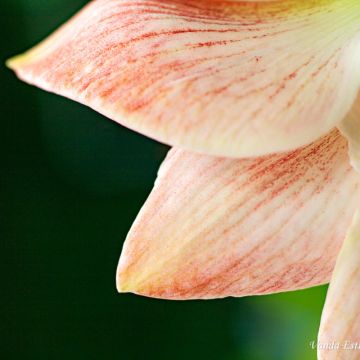 Vanda Estriga - Moita - Aerial Photography