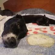 Marta Silva - Vila Nova de Gaia - Dog Hotel