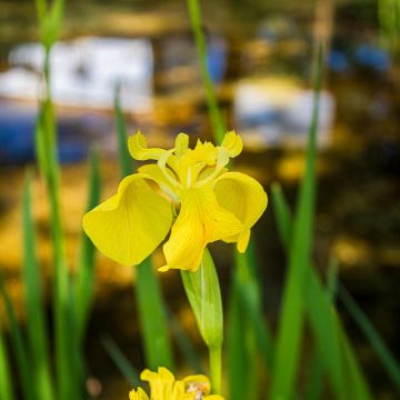 Vanda Estriga - Moita - Portrait Photography