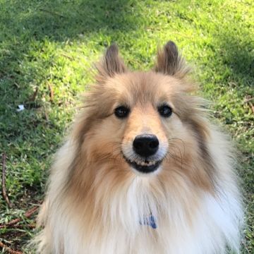 Professional dog trainer and Petsitter - Lisboa - Dog Walking