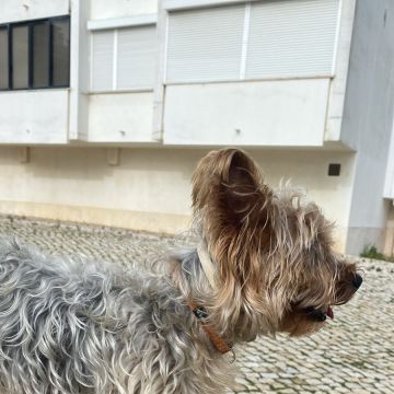 Aline Lima - Cascais - Organização da Casa