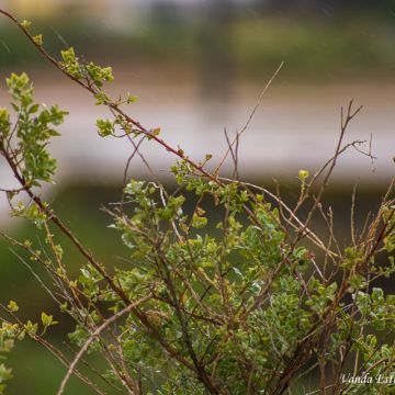 Vanda Estriga - Moita - Headshot Photography