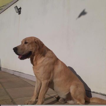 Luiz Felipe Peixoto - Lisboa - Dog Hotel