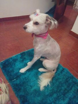 Hotel para Cães