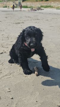 Hotel para Cães