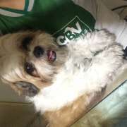 Priscilla correa - Porto - Dog Sitting