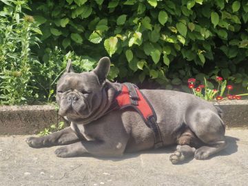 Guardería para perros