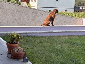Hotel para Cães