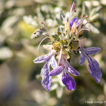 Vanda Estriga - Moita - Pet Photography