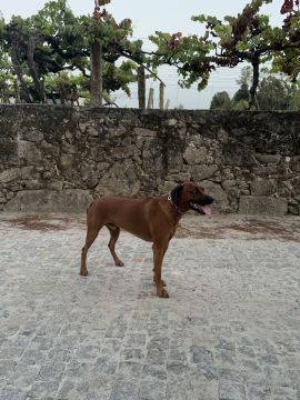 Hotel para Cães