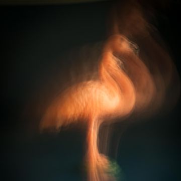 Vanda Estriga - Moita - Photographer