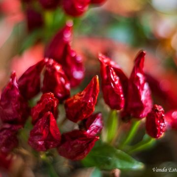 Vanda Estriga - Moita - Commercial Photography