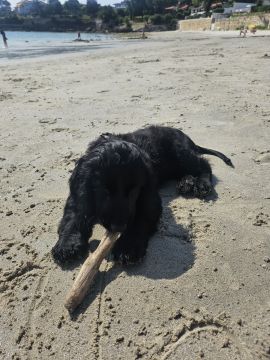 Hundepension