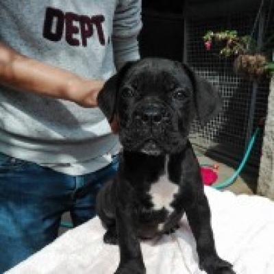 Quinta de Quires - Maia - Hundetraining - Privatunterricht