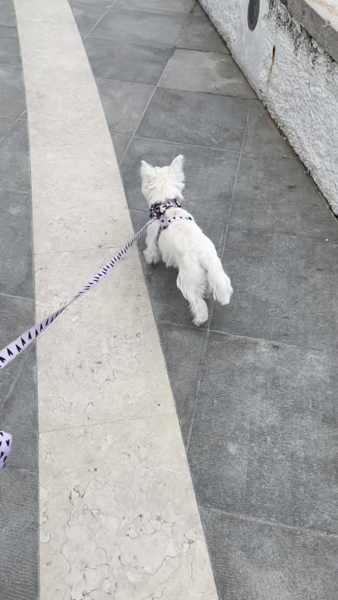 Margarida Marques - Moita - Dog Walking