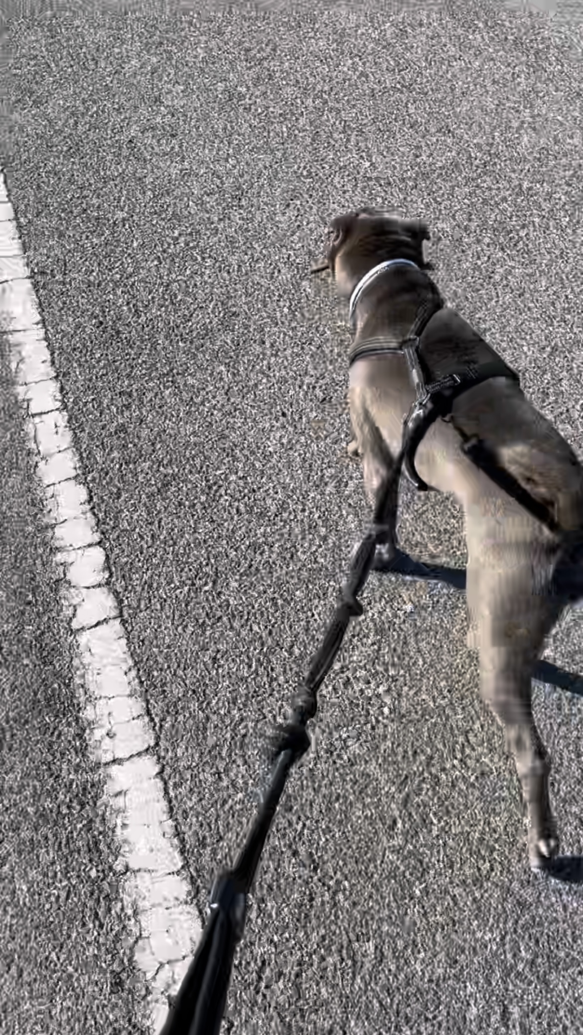Margarida Marques - Moita - Dog Sitting