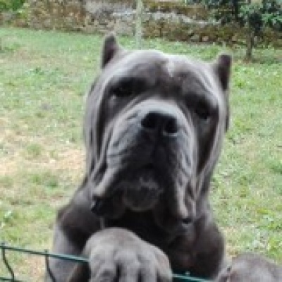 Quinta de Quires - Maia - Hundeausführung