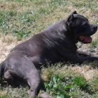 Quinta de Quires - Maia - Katzensitter
