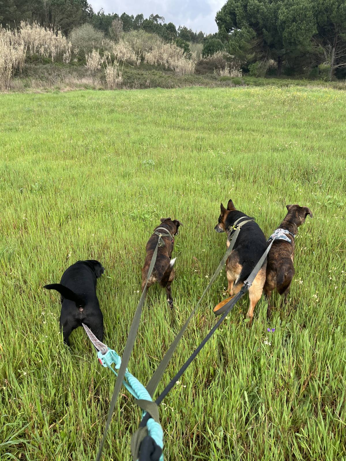 Margarida Saldanha - Azambuja - Dog Walking
