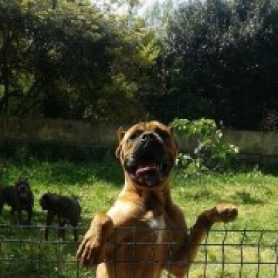 Quinta de Quires - Maia - Hundepension