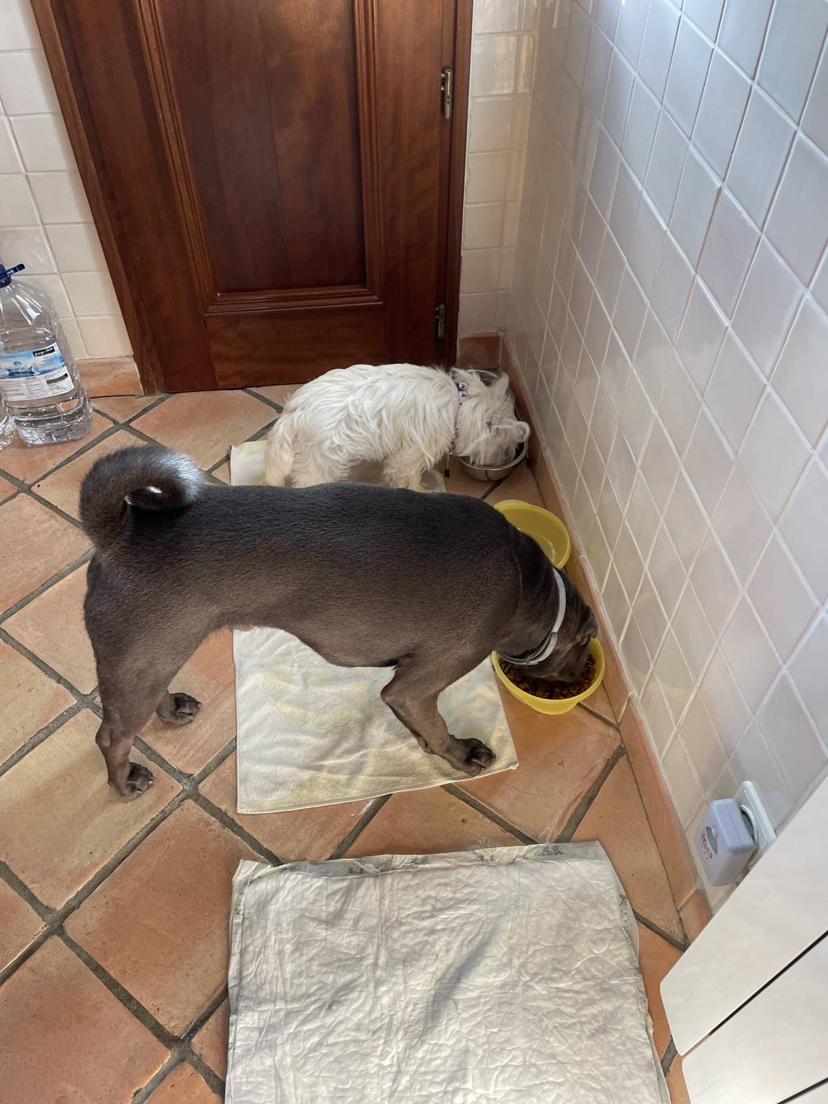 Margarida Marques - Moita - Pet Sitting and Walking