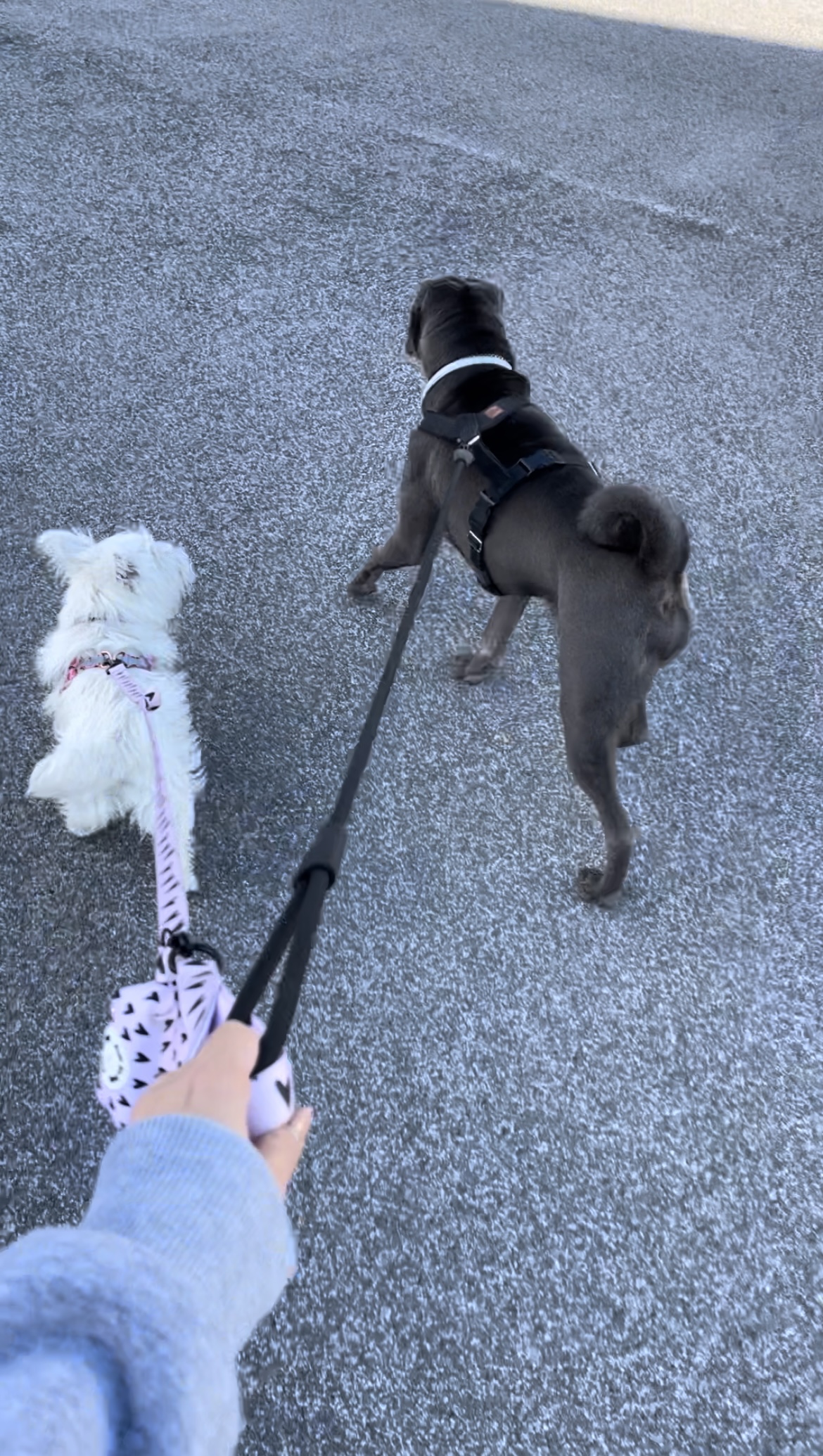 Margarida Marques - Moita - Pet Sitting