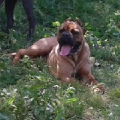 Quinta de Quires - Maia - Hundetagesstätte (Hundesitter)