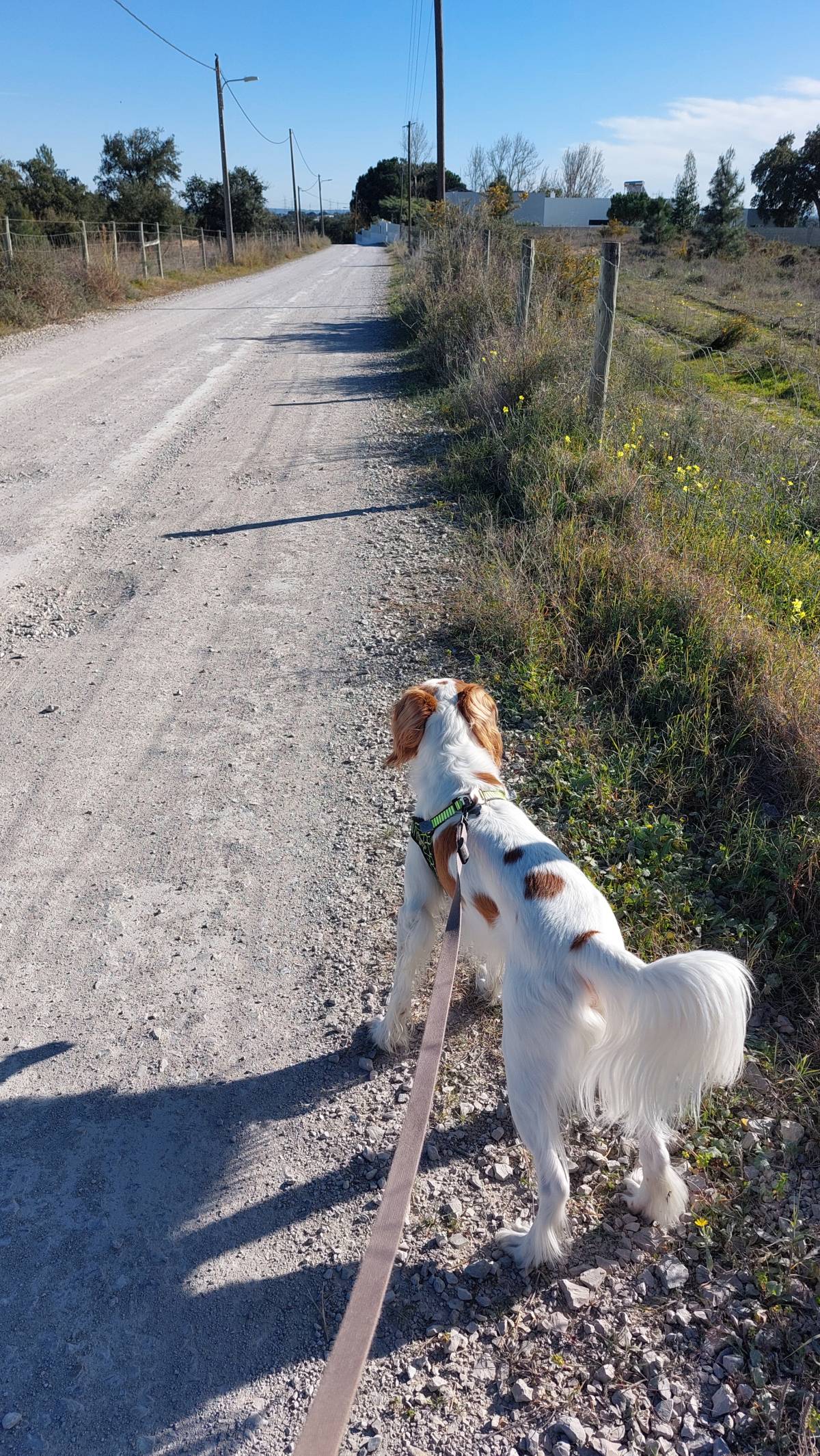 Carla - Palmela - Hundeausführung