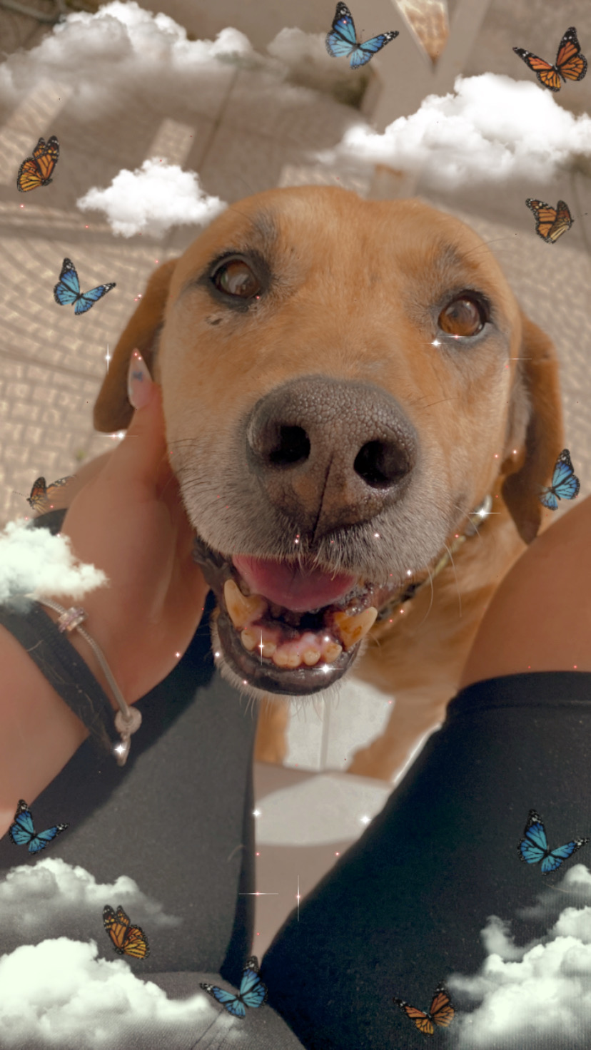 Raquel Palma - Seixal - Dog Walking