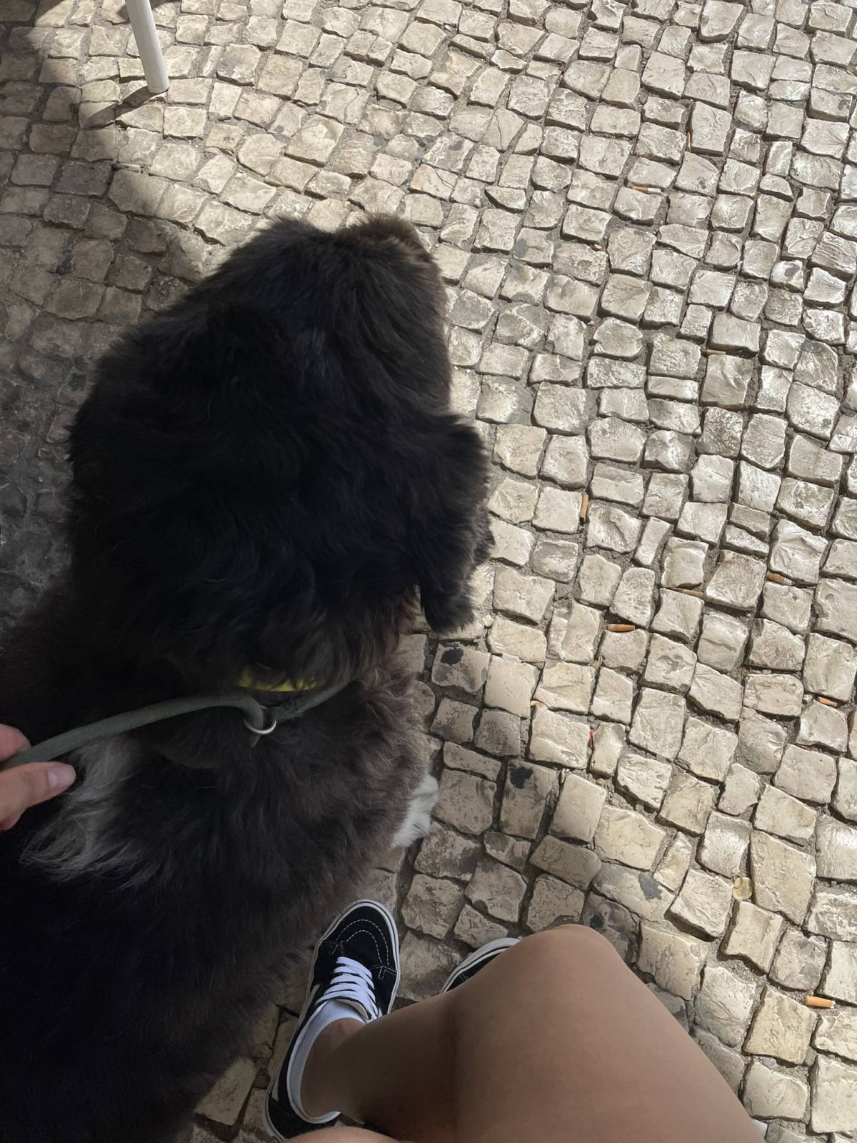 Beatriz Sobral - Figueira da Foz - Katzensitter