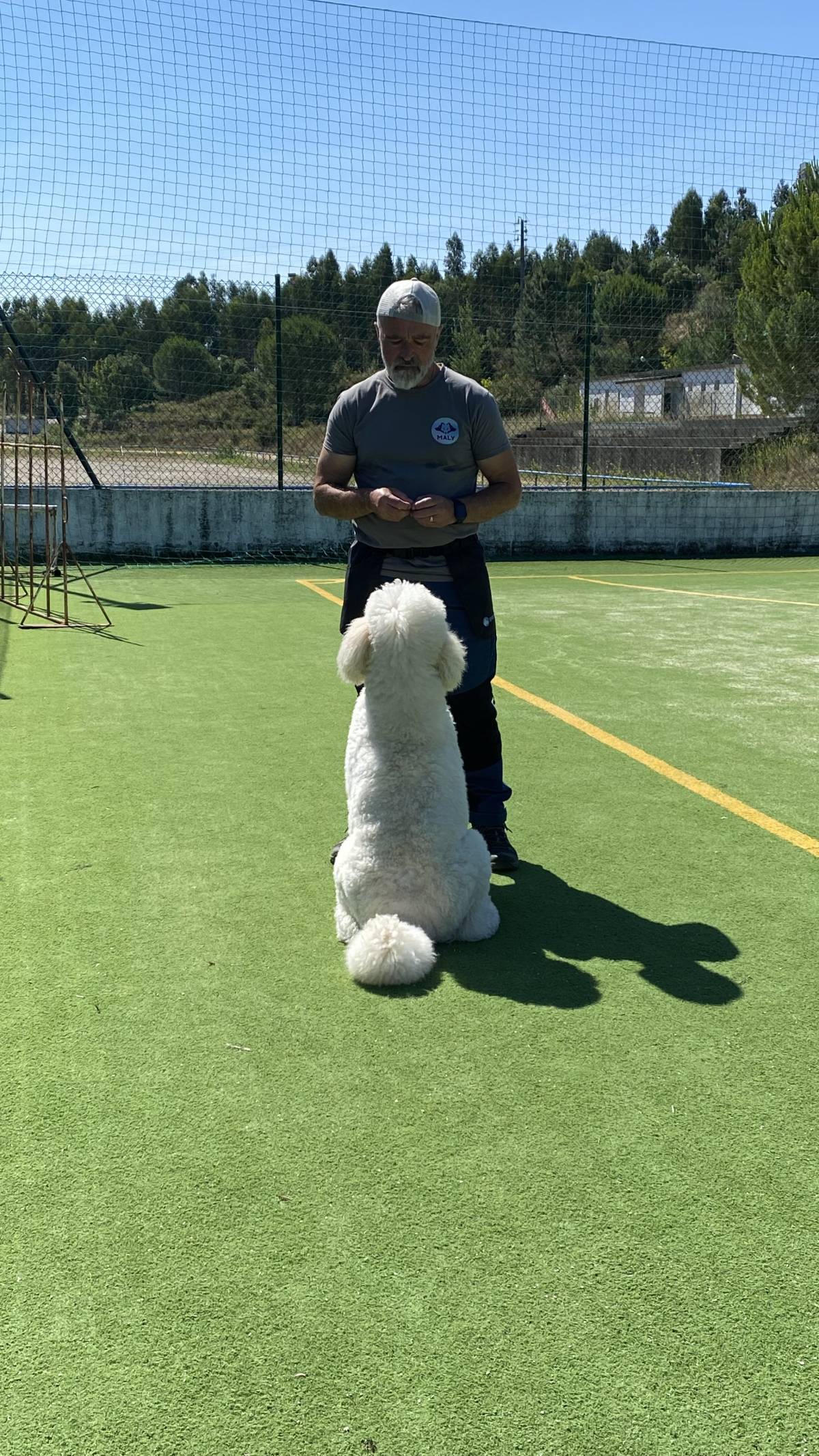 Luis treinador canino - Torres Novas - Animal Training and Behavior Modification (Non-canine)