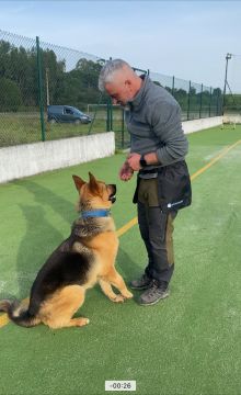 Luis treinador canino - Torres Novas - Dog Training - Private Lessons