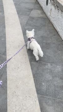 Margarida Marques - Moita - Dog Walking