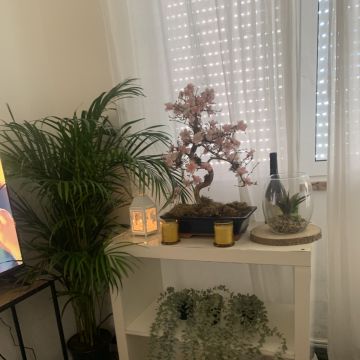 Sara santos - Lisboa - Designer de Interiores