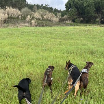 Margarida Saldanha - Azambuja - Dog Walking