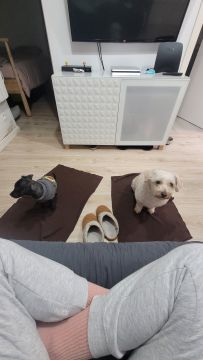 Hotel para Cães