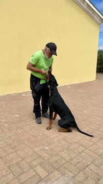 Luis treinador canino - Torres Novas - Dog Training - Private Lessons