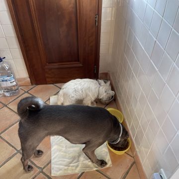 Margarida Marques - Moita - Pet Sitting and Walking