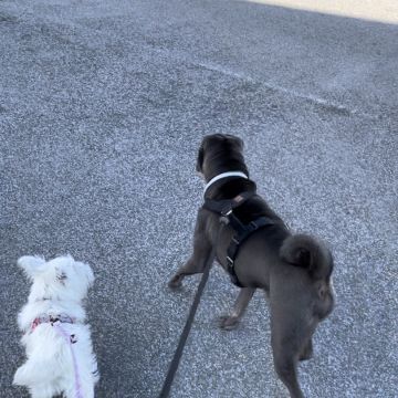 Margarida Marques - Moita - Pet Sitting