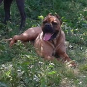 Quinta de Quires - Maia - Hundetagesstätte (Hundesitter)